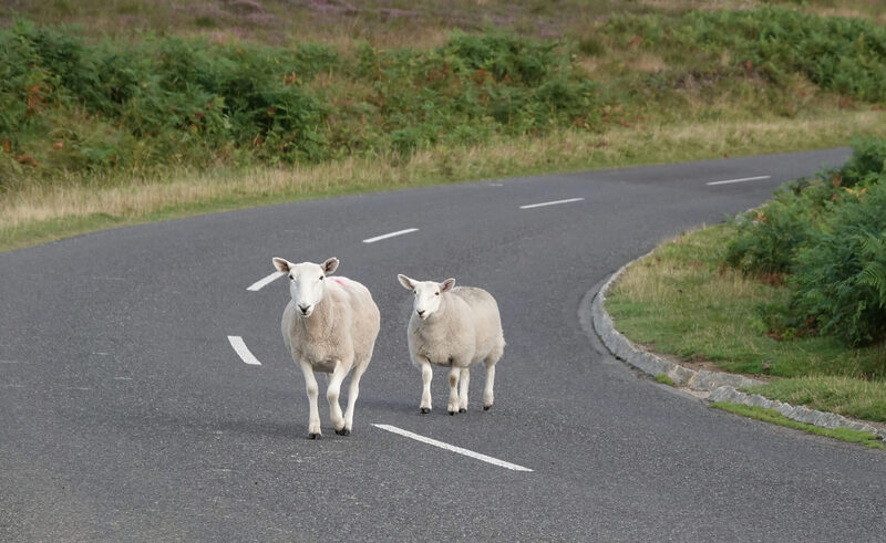 Two sheep walking in the road in Yorkshire, UK. | Warrantywise two sheep walking in the road