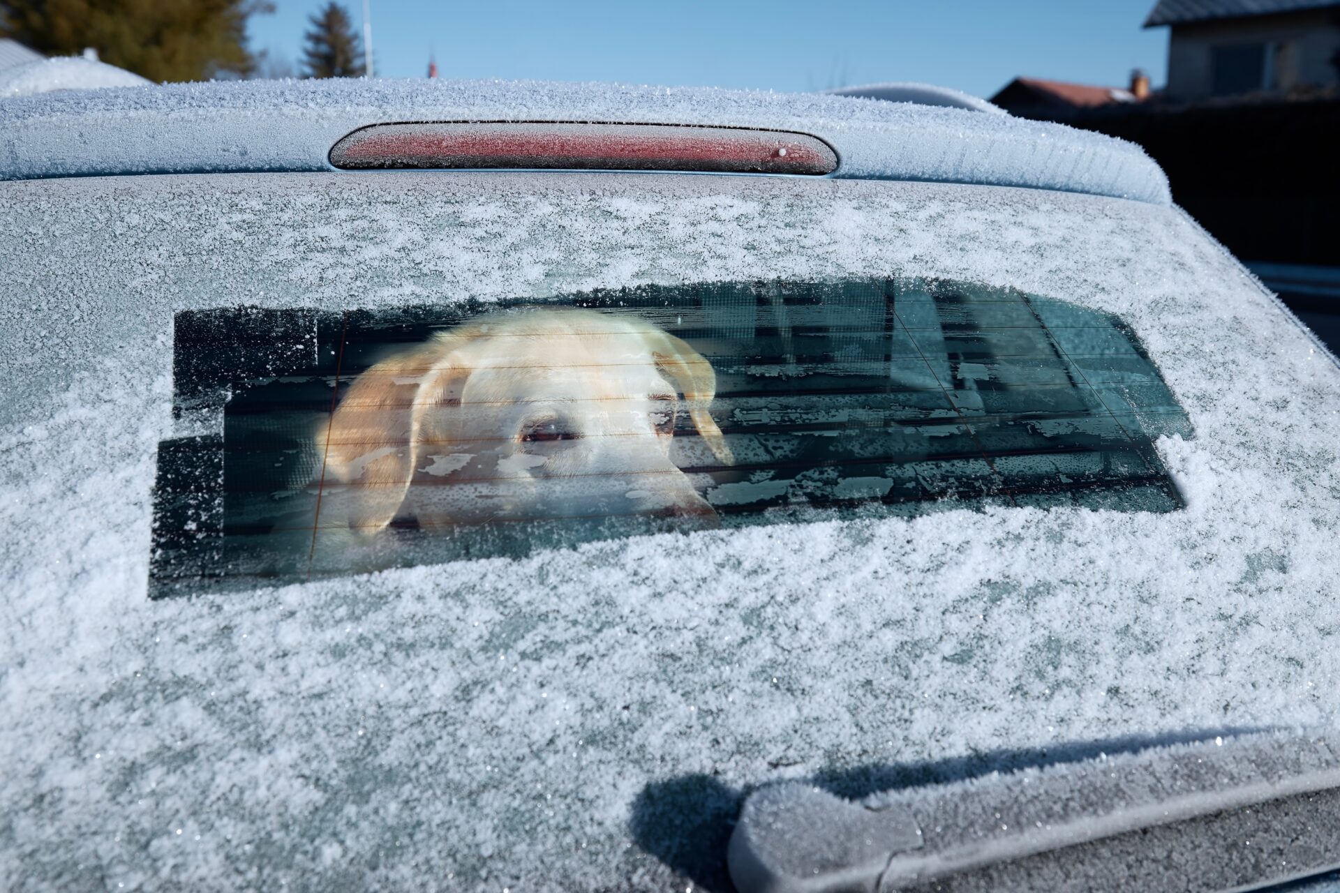 Winter road trip with dog | Warrantywise